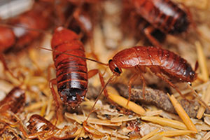 termite control services